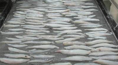 Laminated Bombay Duck Technology